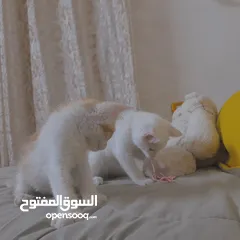  4 قطط لتبني ذكر وانثى عمر شهرين ونص
