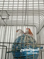  3 جنه اورنج كوم كامل