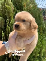  17 كلاب جيرمن شيبرد وجولدن ريتريفر مدربين وغير مدربين