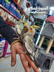  6 كوكتيل ازبيلا حبات نخب أليفة جدا اقرأ الوصف