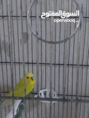  2 متوفر اربع طيور حب بسعر حرق اقرأ الوصف  ااااااااااااااااااااااااااااااااااااااااااااااااااااااا