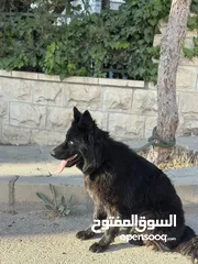  4 انثى رويال بلاك Female German Shepard Royal Black 10 months