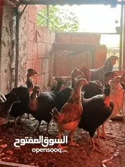  7 جاج يهودي نخب اول