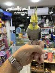  5 كوكتيل اليف فحل عليه عرض