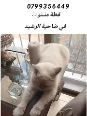  1 قطه مفقوده