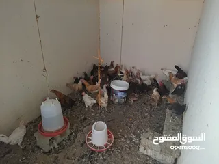  5 دجاج محلي.