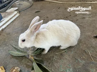  1 كوم ارانب للبيع العدد 7 اناثي ثنتين معاشير وحده ولادتها قريبه مع 5 فراخ 2 فرنسيات عمر 40 يوم و3 بلدي