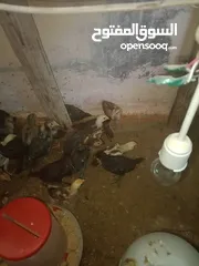  1 صوص دجاج بلدي للبيع