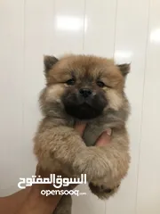  3 Chow Chow Puppy Available