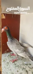  8 حمام للبيع