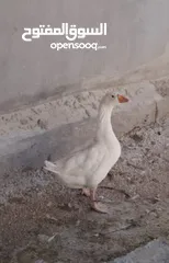  2 دجاج براهمي و ديوك بلدي و فازان و ديك رومي و انثى وز الكمية كاملة للبيع