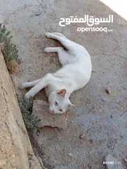  9 قط ابيض جميل جدا مع عينان زرقاوان و حالته الصحية جيدة و هادا و مرح وكن غير مدرب