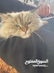  4 قط انثى للبيع