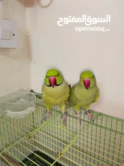  9 Male female parrot  and small cage Only 200 AED