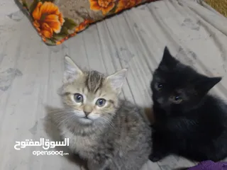  2 شيرازي نثيه وفحل