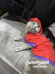  3 قط نوعه سكوتيش ستريت للبيع معقم القط بيحب يلعب عمرو سنتين