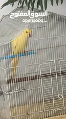  1 ببغاء درارة