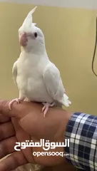  2 3 حبات كوكتيل البينو عين حمراء