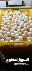  4 السلام عليكم ورحمة الله وبركاته يتوفر لدينا بيض مخصب عدد 35 شيت  قيمة الشيت الواحد  2.500   للتسليم