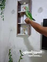  4 للبيع ببغاء تيمنا صلاة النبي صحة و جمال ثوب وريش كامل متكلم
