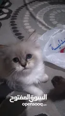  13 قطط فارسي للبيع
