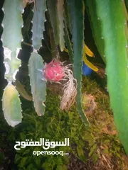  1 اشتال داجن فروت فاكهة التنين للبيع من الموقع