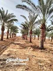  7 نخل مثمر جميع الارتفاعات