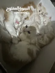  3 قطط شيرازي العمر شهرين    Persian cats two months old