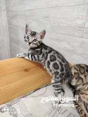  6 بنغال bengals