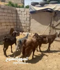  1 صلي على النبي  ماشاء الله شغل حليب  4 معزا 3 ثنايا 1رباعيه السعر 600
