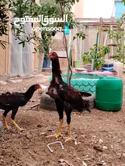  12 باكستاني، براهما، امهات لاحم فرخات عمر 3 شهور  صوص باكستاني حر  ديوك باكستاني خط أول و فرخات شغالة