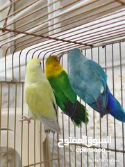  2 بسم الله تبارك الرحمن فحل فيشر مع جوز روز الأنثى الصفراء اليفه ركززز معي صحه نظاااافه صلاه النبي