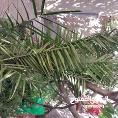  2 شجرة نخيل وعدد من أشتال صبار الألوفيرا خريبة السوق الجويدة الكيبو