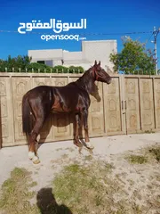  1 .حصان نخب اول قرائة الوصف