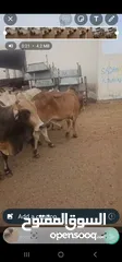 2 Top Live Somali cows