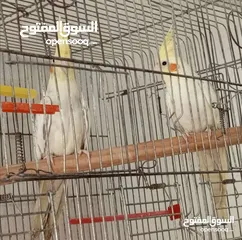  7 جوز كوكتيل لاتينو منتج اهالي فراخ تحتو 5 بيضات ولسى ما كمل بيض