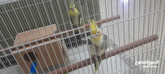  1 healthy and beautiful cockatiels