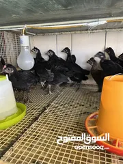  1 للبيع دجاج عربي