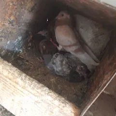  3 حمام منوع وملون