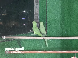  2 جوز شغال عصافير ضره جامبو مع افراخو 160