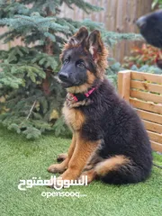  1 German shepherd puppy