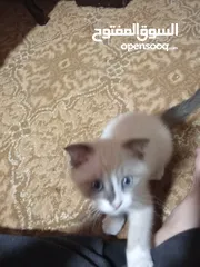  6 قط سكوتش فولد للبيع
