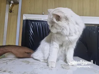  7 قط شيرازي سلفر للبيع