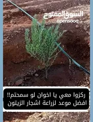  29 تشيك مزارع