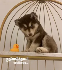 2 هاسكي مالموت جراوي