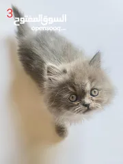  5 قطط للبيع بأسعار مغرية