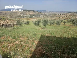  3 مزرعه للبيع. فرصه استثمارية رائعة! مزرعه قائمة وجاهزه للبيع بموقع استراتيجي في منطقة هادئة وطبيعه خل