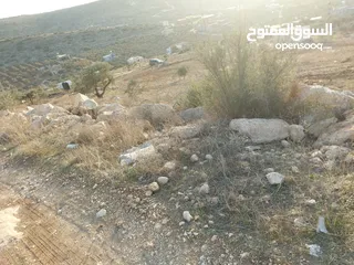  3 ارض على شارع رئسي بين الدير وأم التوت زيتون وللبناء جبلية وكاشفة