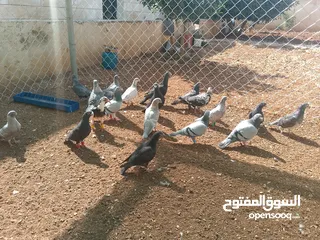  3 حمام للبيع قرقاطي