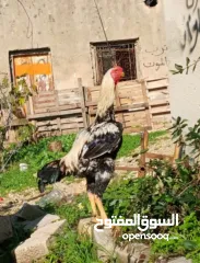  2 بيض  لتفقيس سعر لبيضه على 30شيكل